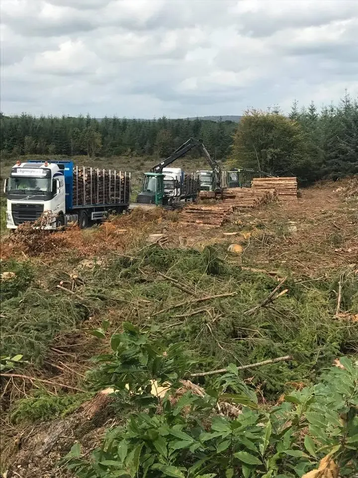 Bois de chauffage chêne à La Guerche-de-Bretagne