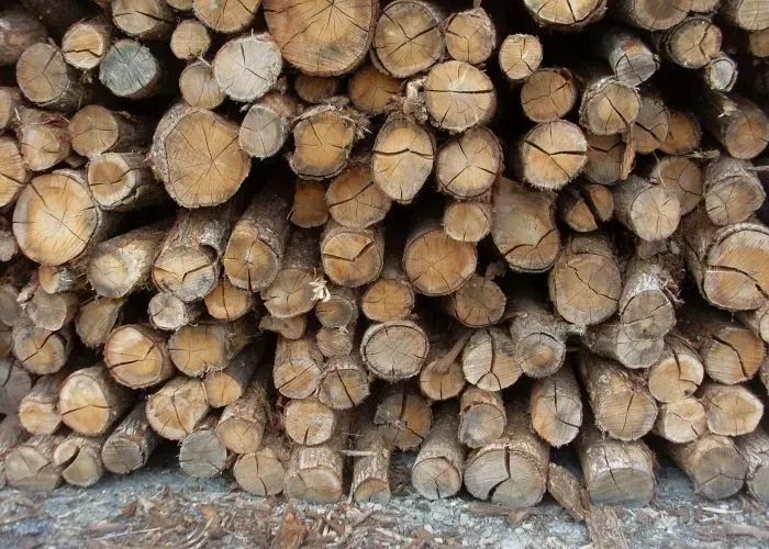 bois-10